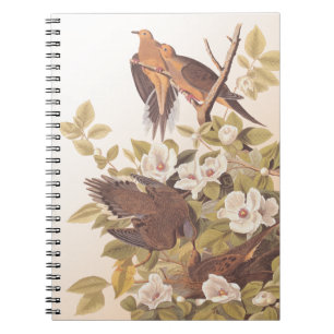 Caderno Espiral Carolina Pigeon ou Mourning Dove