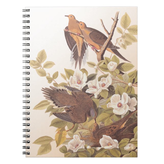 Caderno Espiral Carolina Pigeon ou Mourning Dove (Frente)