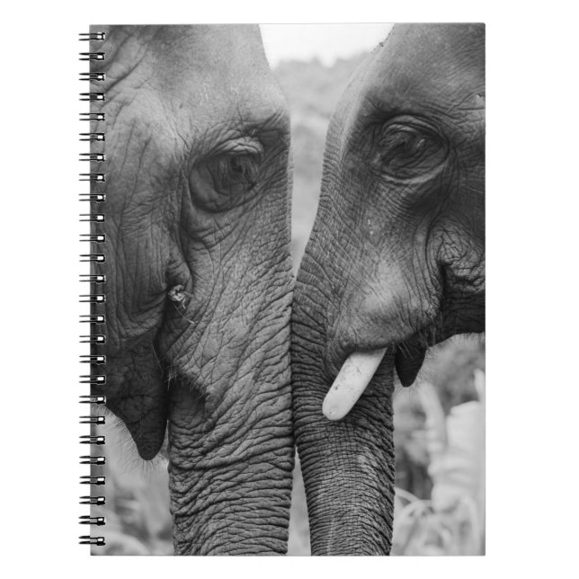 CADERNO ESPIRAL CASAL ELEPHANT (Frente)