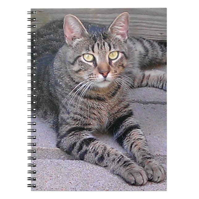 Caderno Espiral Castanho Tabby Cat no Exterior (Frente)