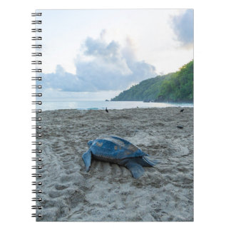 Caderno Espiral Catálogo de Tartarugas de Coluna