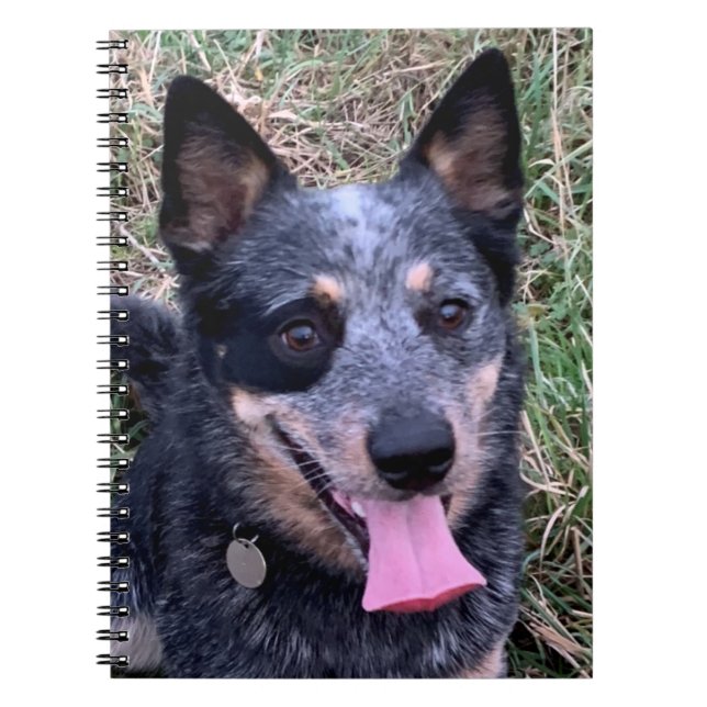 Caderno Espiral Cattle Dog australiano (Frente)