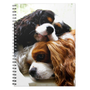 Caderno Espiral Cavaliers dos irmãos