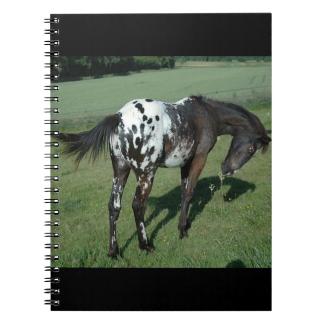 Caderno Espiral Cavalo Appaloosa (Frente)