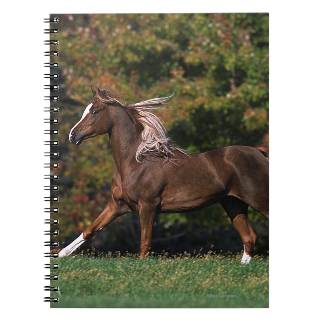 Caderno Espiral Cavalo árabe que funciona no campo gramíneo (Frente)