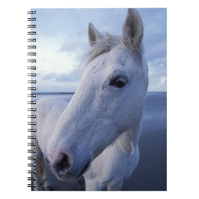 Caderno Espiral Cavalo Camargue (Frente)