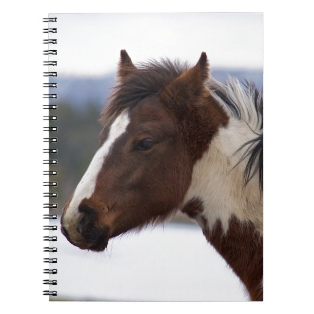 Caderno Espiral Cavalo com três cores (Frente)