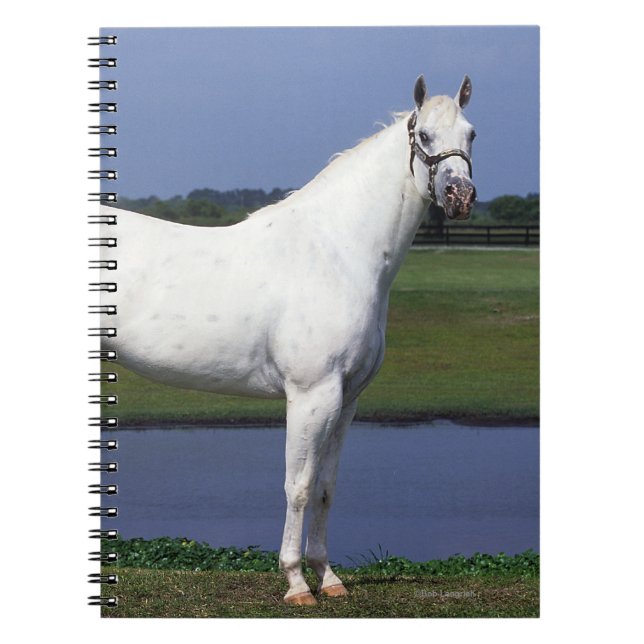 Caderno Espiral Cavalo do Appaloosa (Frente)