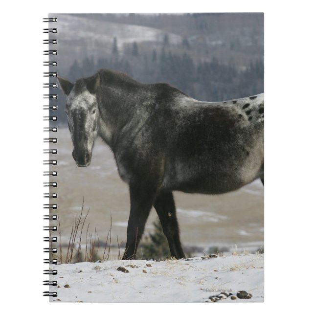 Caderno Espiral Cavalo do Appaloosa na neve (Frente)