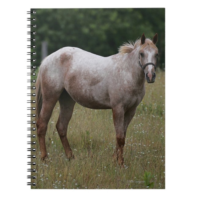 Caderno Espiral Cavalo do Appaloosa que está na grama (Frente)