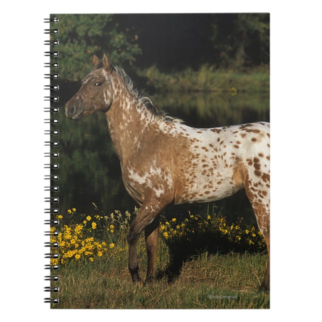 Caderno Espiral Cavalo do Appaloosa que está pelo lago (Frente)