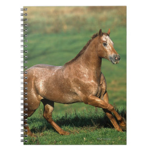 Caderno Espiral Cavalo do Appaloosa que funciona no campo gramíneo