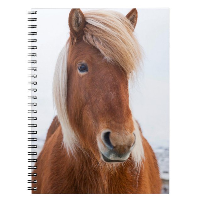 Caderno Espiral Cavalo islandês durante o inverno (Frente)