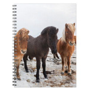 Caderno Espiral Cavalo islandês durante o inverno na Islândia