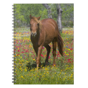 Caderno Espiral Cavalo Quarto de Milha em Campo de Flores Silvestr