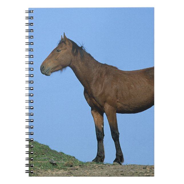 Caderno Espiral Cavalo selvagem do mustang (Frente)