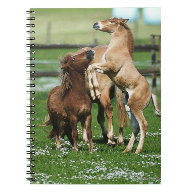 Caderno Espiral Cavalos 3 (Frente)