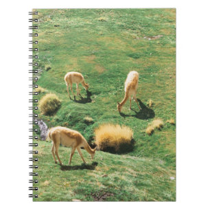CADERNO ESPIRAL CAVALOS BRANCOS E MARAVILHOSOS NO CAMPO DE GRAMA V