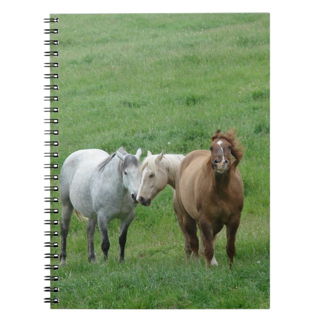 Caderno Espiral Cavalos Engraçados (Frente)