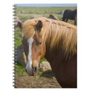 Caderno Espiral Cavalos Islandeses no Nordeste da Islândia