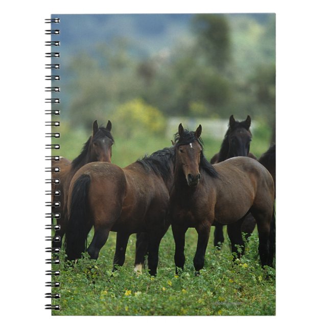 Caderno Espiral Cavalos selvagens 3 do mustang (Frente)