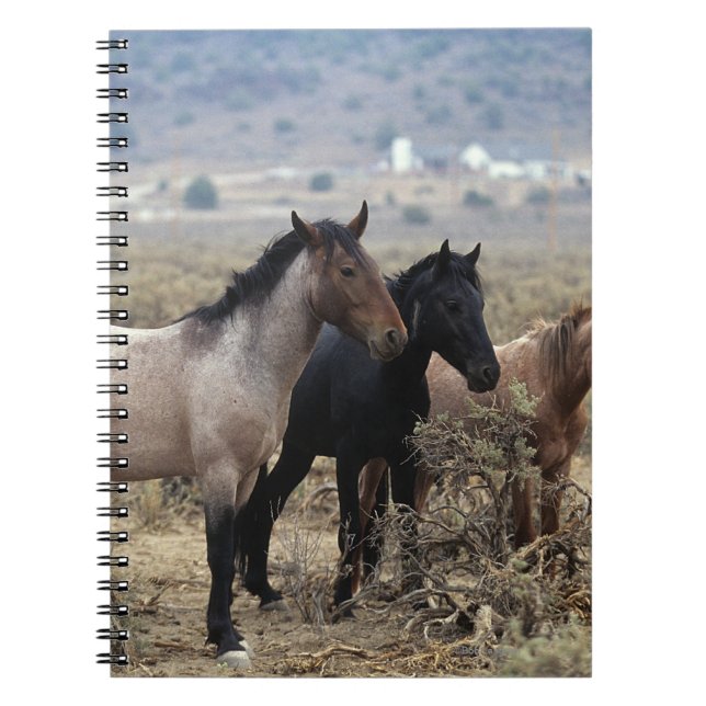 Caderno Espiral Cavalos selvagens 5 do mustang (Frente)