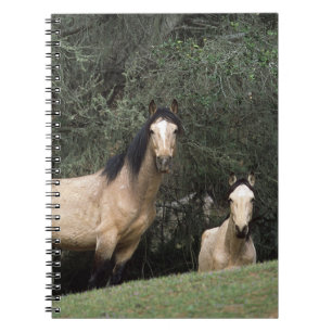 Caderno Espiral Cavalos selvagens 6 do mustang