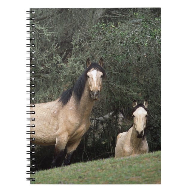 Caderno Espiral Cavalos selvagens 6 do mustang (Frente)