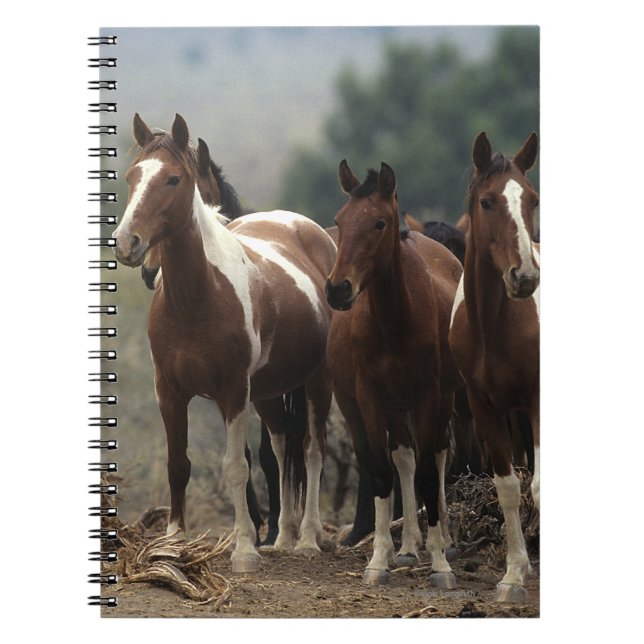 Caderno Espiral Cavalos selvagens 7 do mustang (Frente)
