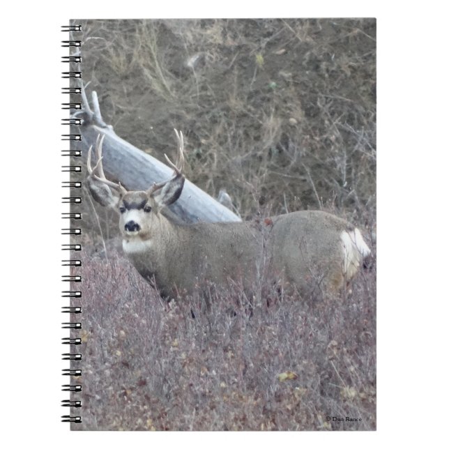 Caderno Espiral Cervo Mulo Macho D32 (Frente)