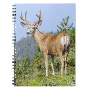 Caderno Espiral Cervos majestosos