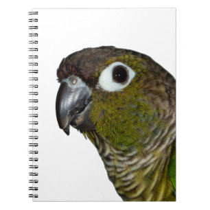 Caderno Espiral Cheeked verde Conure