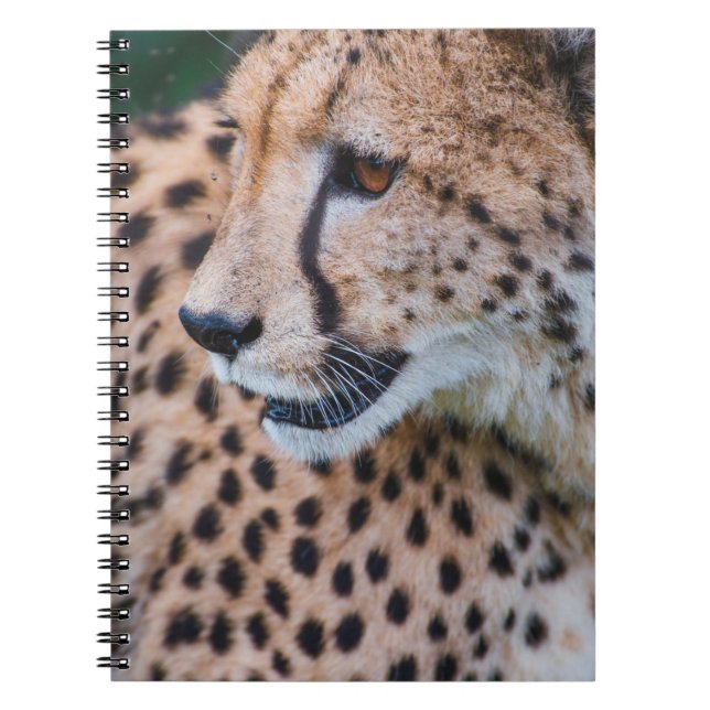 CADERNO ESPIRAL CHEETAH CURIOSO (Frente)