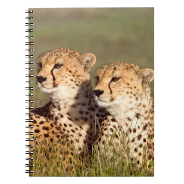Caderno Espiral Cheetah Deitado Em Grama, Ngorongoro Conservation (Frente)