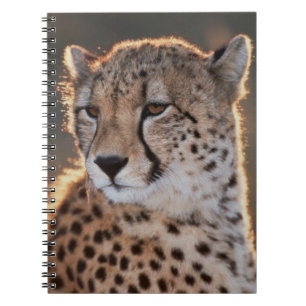 Caderno Espiral Cheetah olhando para longe