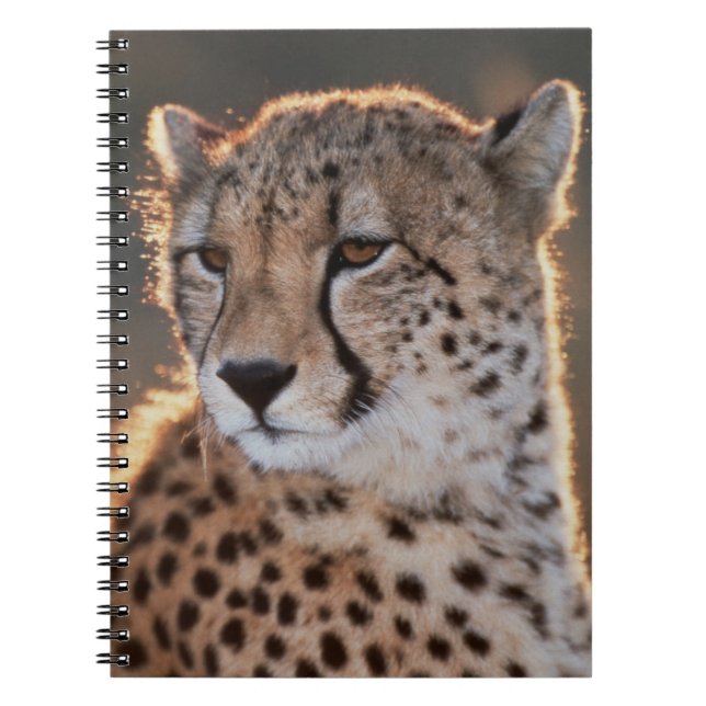 Caderno Espiral Cheetah olhando para longe (Frente)