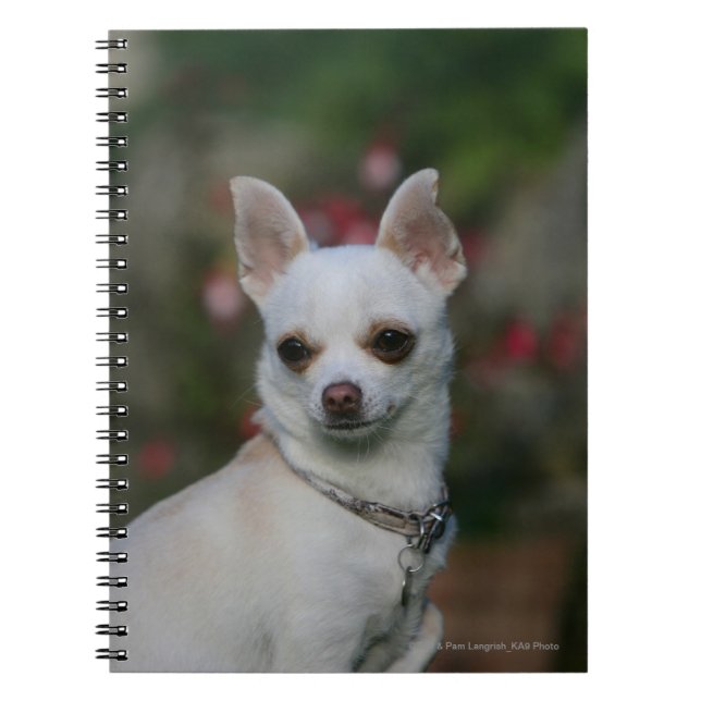 Caderno Espiral Chihuahua branca (Frente)