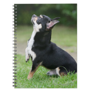 Caderno Espiral Chihuahua preta e de creme