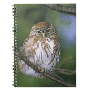 Caderno Espiral Chile, Aysen. Juvenil Autral Pygmy Owl