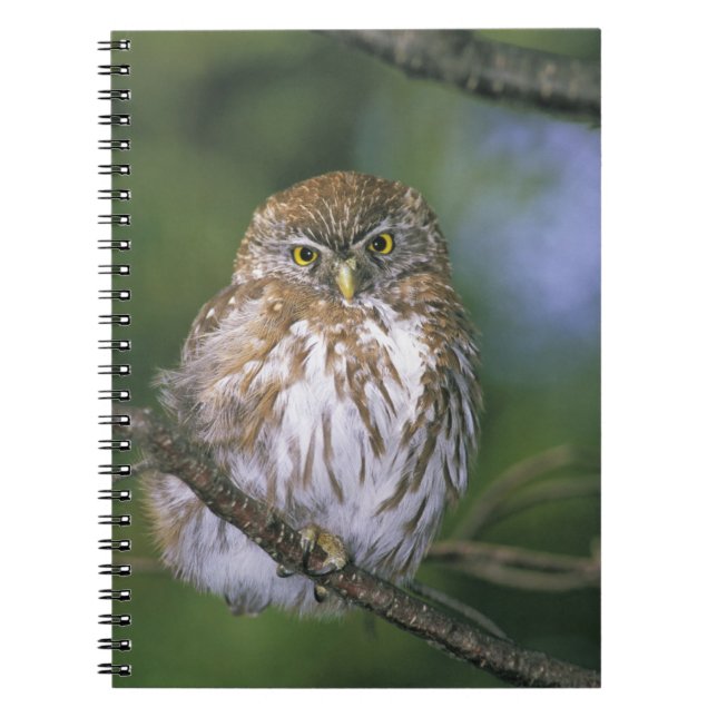 Caderno Espiral Chile, Aysen. Juvenil Autral Pygmy Owl (Frente)