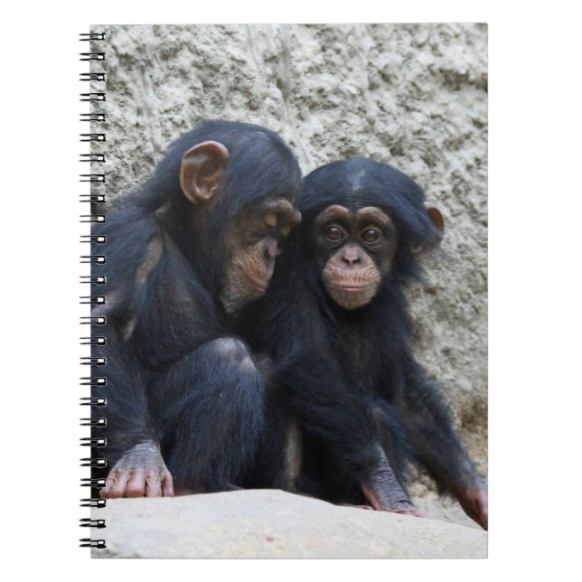 Caderno Espiral Chimpanzé 002 (Frente)
