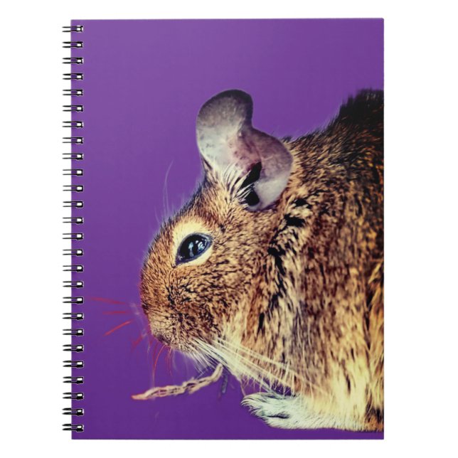 Caderno Espiral Chinchilla (Frente)