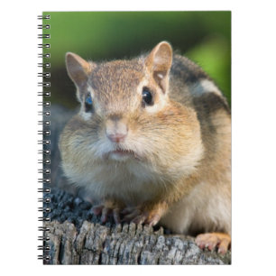 Caderno Espiral Chipmunk inchado de Cheeked
