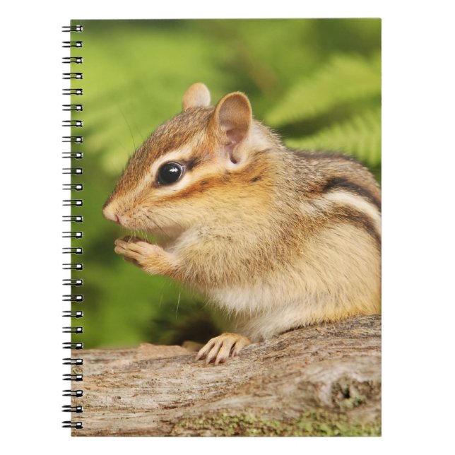 Caderno Espiral Chipmunk macio adorável do bebê (Frente)