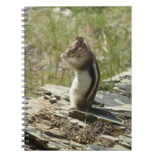 Caderno Espiral Chipmunk no Parque Nacional Glacier II