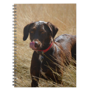 Caderno Espiral Chocolate Brown Labrador Retriever