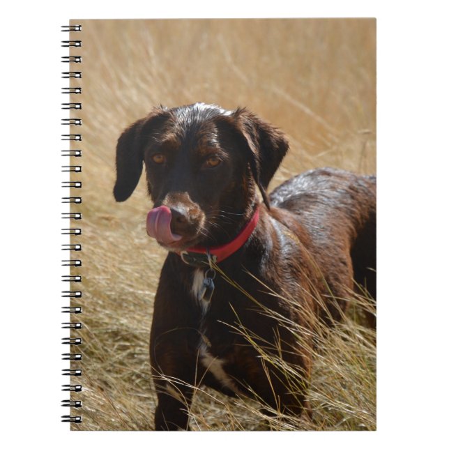 Caderno Espiral Chocolate Brown Labrador Retriever (Frente)