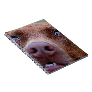 Caderno Espiral Chocolate Lab Mistura Cão Nose
