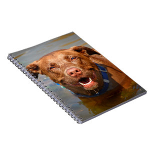 Caderno Espiral Chocolate Lab Misturar Cachorro Sorrindo