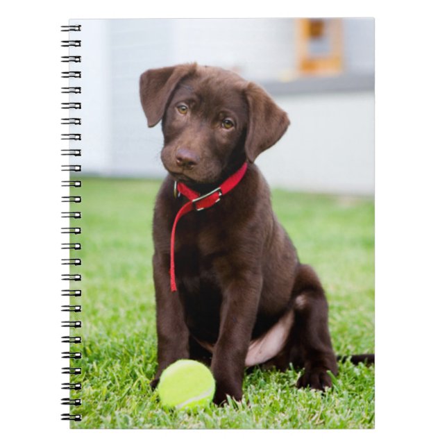 Caderno Espiral Chocolate Labrador Puppy Com Bola De Tênis (Frente)